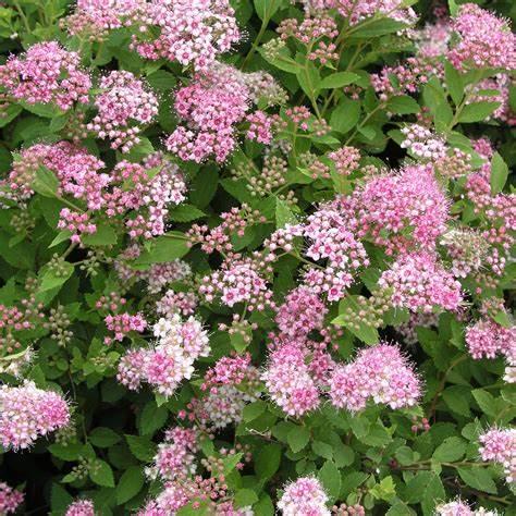 Spiraea japonica 'Little Princess' 3ltr