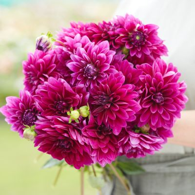 Dahlia Le Baron 2ltr