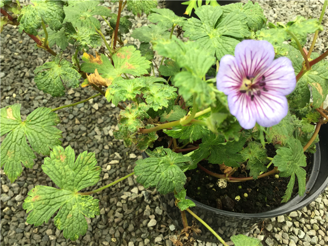 Geranium Crystal Lake Hardy Geranium 3L