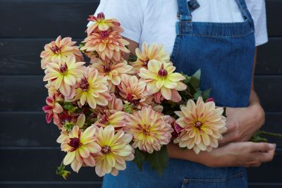 Dahlia Happy Butterfly 2ltr