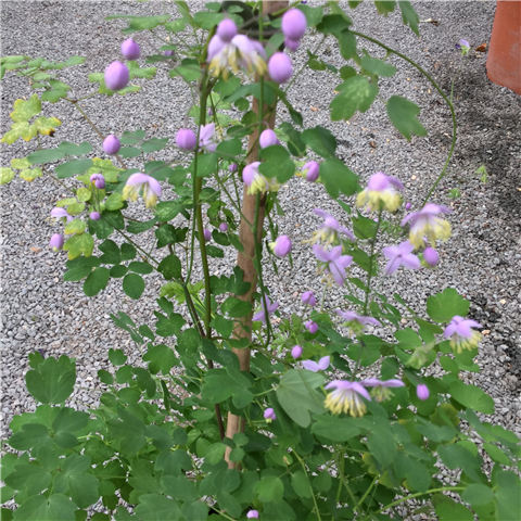 Thalictrum delavayi 2ltr