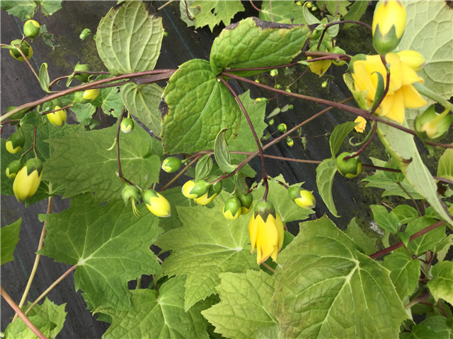 Kirengeshoma palmata 3L