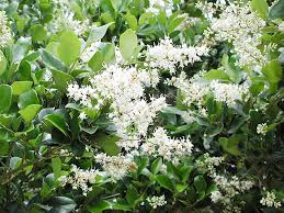 Ligustrum ovalifolium 2L