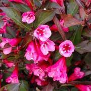 Weigela 'Victoria' 3L