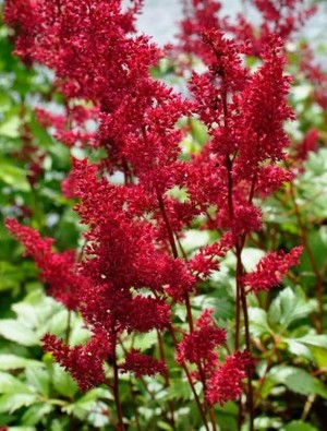 Astilbe 'Fanal' 3ltr