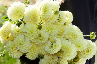 Dahlia Banana Baby 2ltr