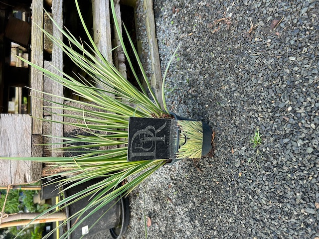 Acorus gramineus 'Argenteostriatus' 1ltr