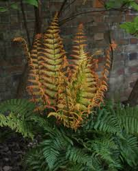 Dryopteris wallichiana 3L