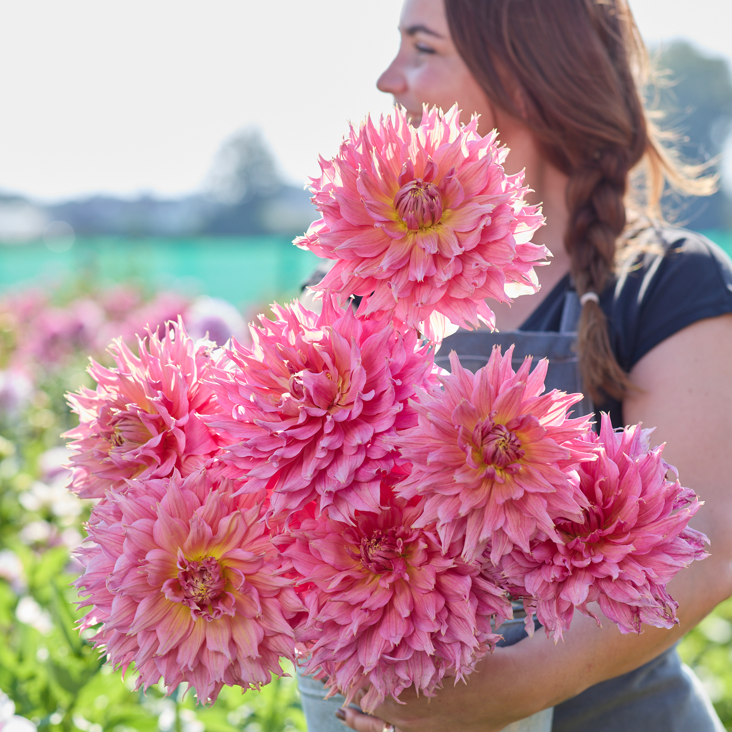 Dahlia Omega 3ltr