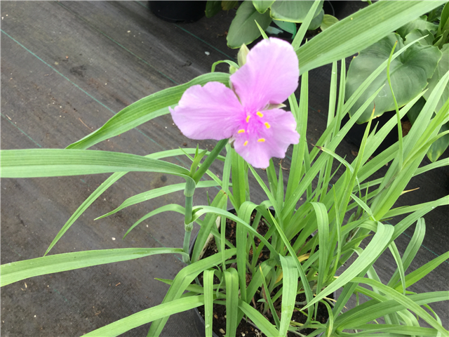 Tradescantia Perrine's Pink Spiderwort 3L