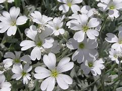 Cerastium tomentosum 1ltr