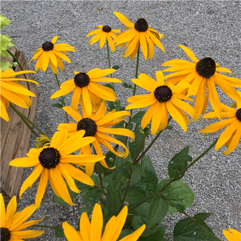 Rudbeckia o. 'Green Wizard' 2Ltr
