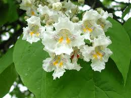 Catalpa bignodioides Nana 120 stem 14/16cm C18