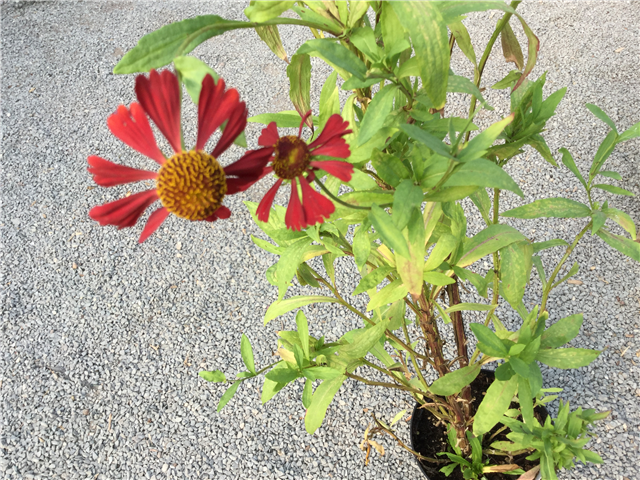 Helenium autumnale 3L