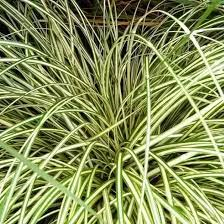 Carex oshimensis 'Evergold' 5ltr