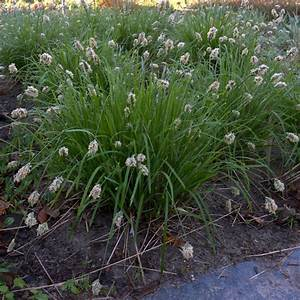 Sesleria caerulea 2L