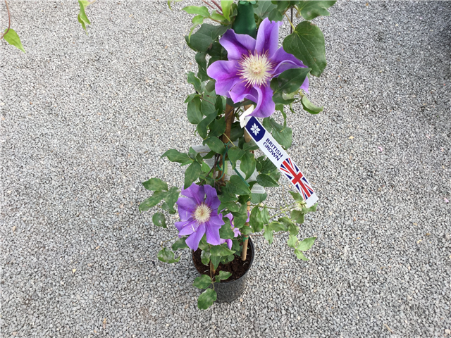 Clematis 'Kitty' 3ltr