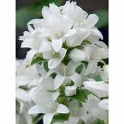 Campanula glomerata 'Alba' 2ltr
