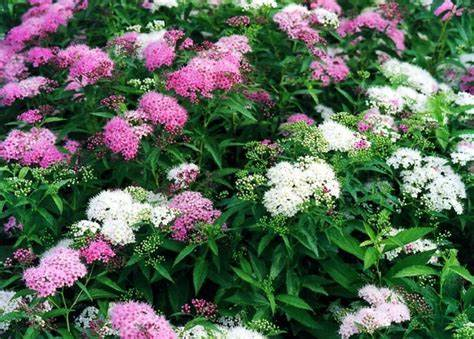 Spiraea japonica 'Genpei' 3ltr