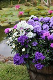Aster novi-belgii 'Mystery Lady Series' 3ltr
