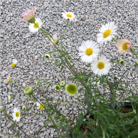 Erigeron karvinskianus 3L