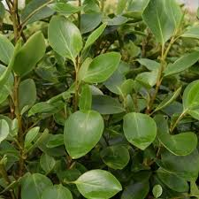 Griselinia littoralis 'Green Horizon' 2ltr