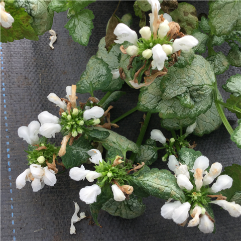 Lamium maculatum 'White Nancy'