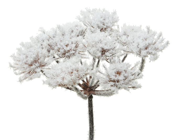 Kaemingk Hogweed White