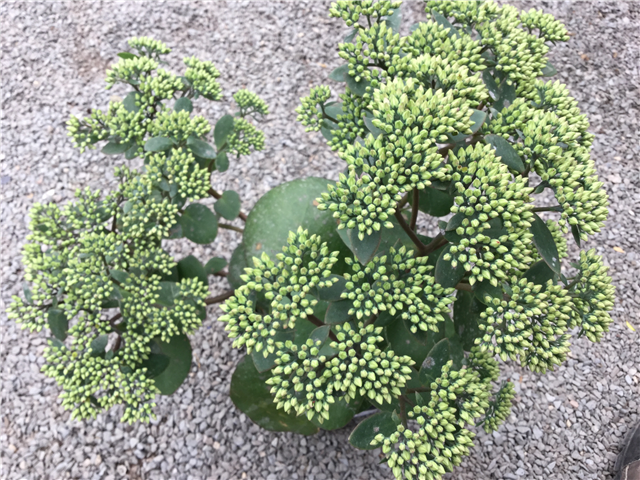 Sedum telephium 'Matrona' 3L