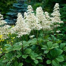 Rodgersia aescuifolia 2ltr