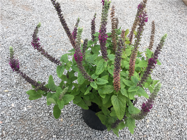 Teucrium hircanicum 'Purple Tails' 3L