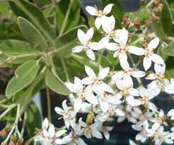 Olearia traversii 9cm