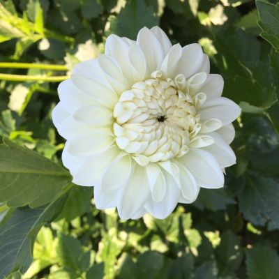 Dahlia Blitzer 3ltr