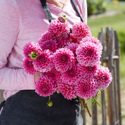Dahlia Pink Sylvia 3ltr