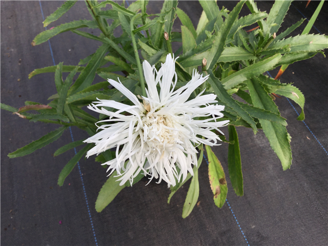 Leucanthemum Aglaia 2ltr