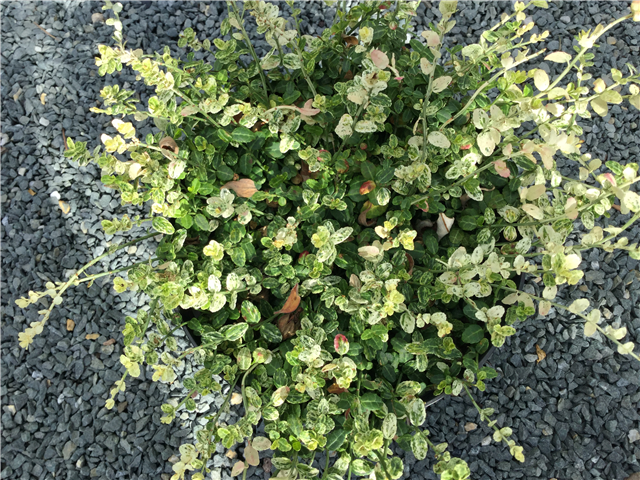 Euonymus fortunei 'Silverstone' 2ltr