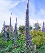 Echium pininnana 3L