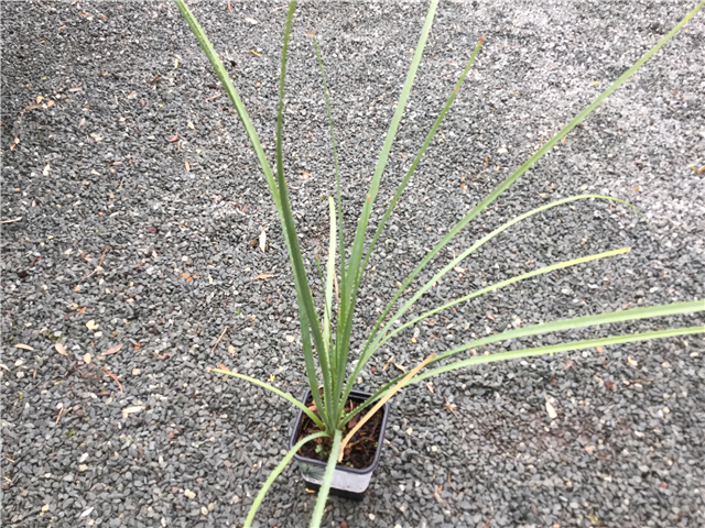 Dasylirion miquihuanensis 1L