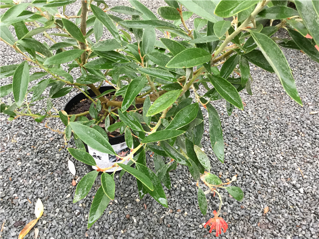 Grevillea robusta 'Red Salento' 1ltr
