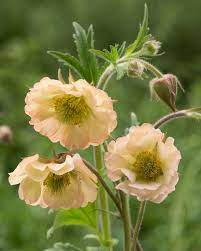 Geum 'Censation Two Tone Pearl' 3Ltr