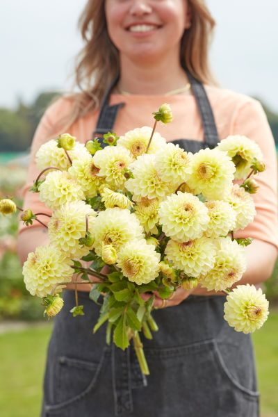 Dahlia Isa's Favourite 3ltr