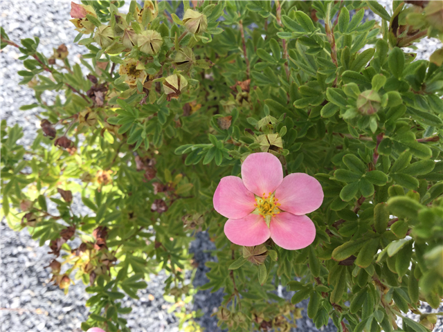 Potentilla fruticosa 'Lovely Pink' 3L