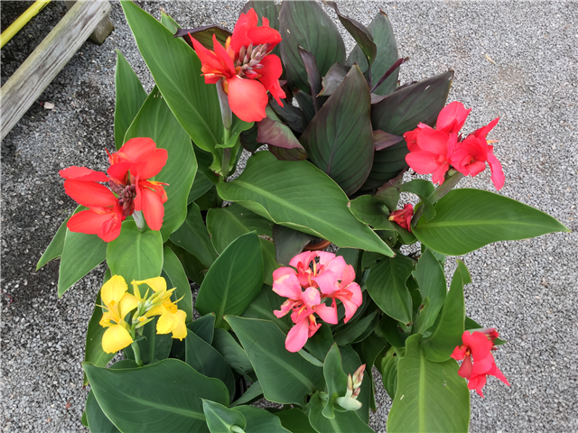 Canna mixed