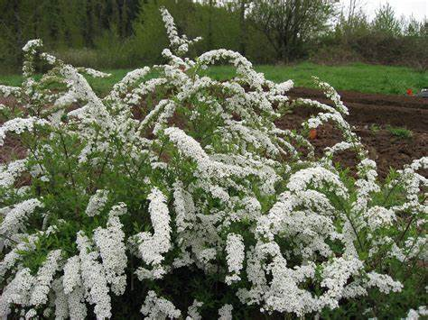 Spiraea mixed 3L