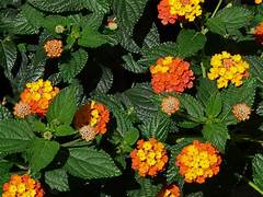 Lantana Oker bush P14