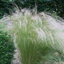 Stipa Tenuissima Square 2ltr