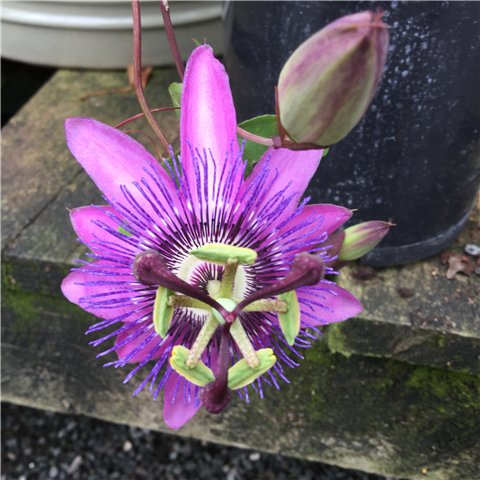 Passiflora 'Lavender Lady' 2.5ltr