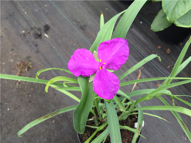 Tradescantia Red Grape 3L