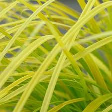 Carex oshimensis 'Everbrite' 3L