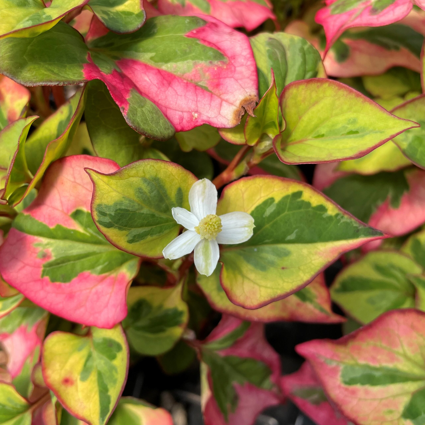 Houttuynia cordata 'Chameleon' 2L
